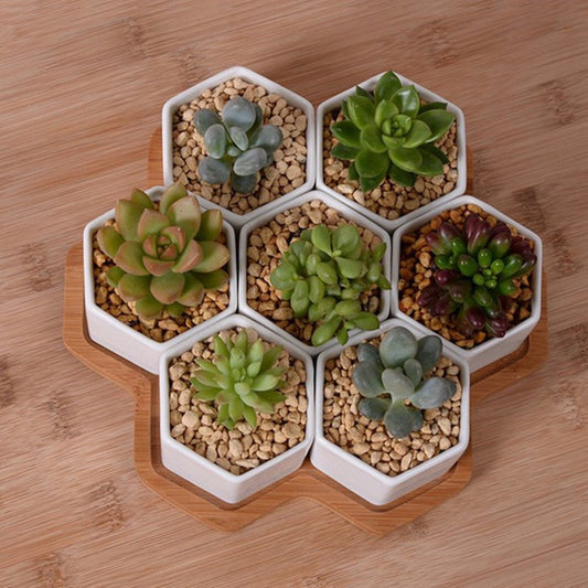 White Ceramic Hexagonal Succulent Planter Set (4 pcs)